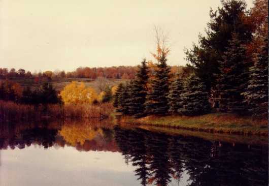 pond.jpg (19646 bytes)